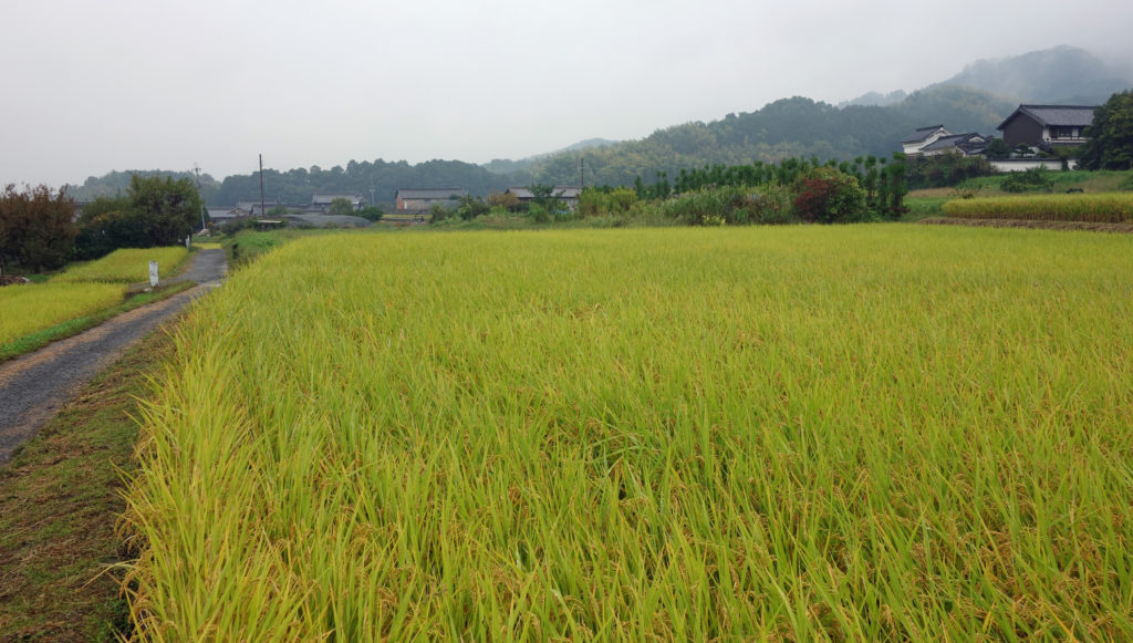 Rice field