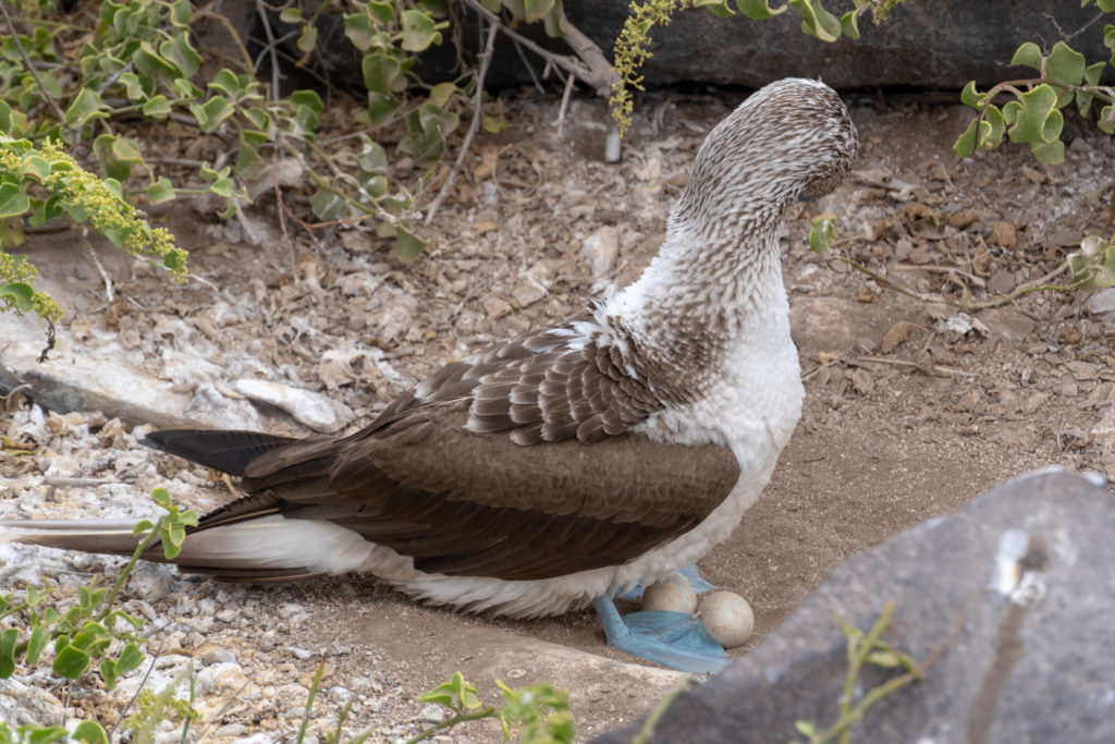 blue footed booby with eggs