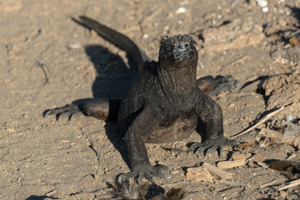marine iguana 4