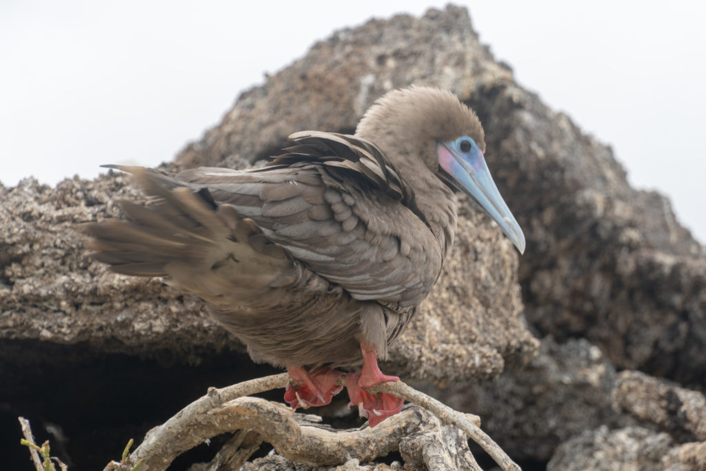 red footed booby 4
