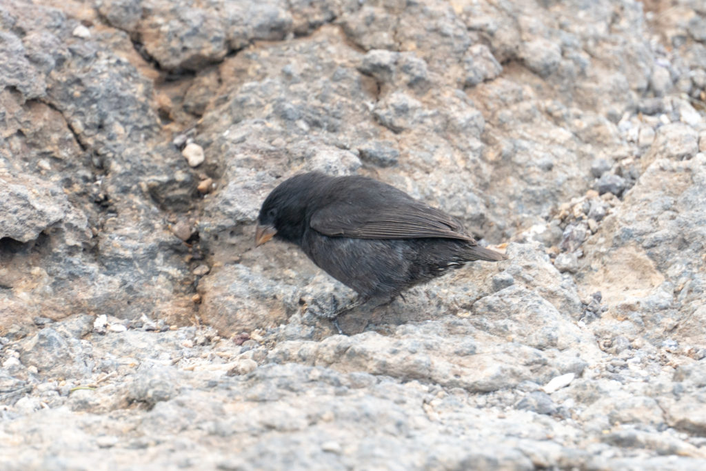 small ground finch
