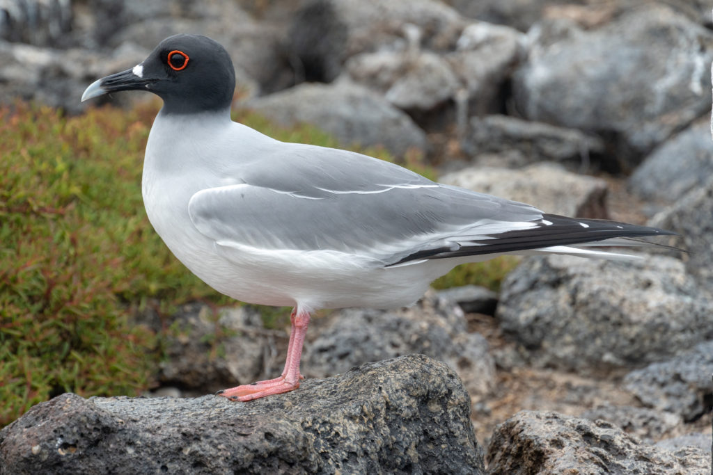swallow tailed gull